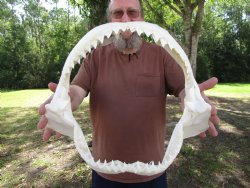 Large Bull Shark Ja...