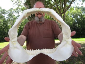 Large Bull Shark Jaw (Carcharhinus leucas) 15.75"Lx13"H<Font color=red> WITH VERY SHARP TEETH </font> for $204.99