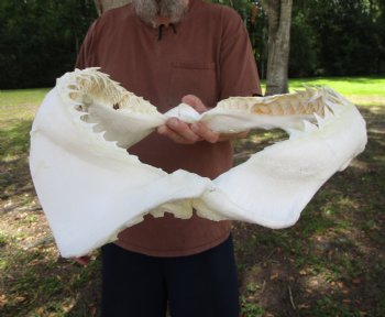 Large Bull Shark Jaw (Carcharhinus leucas) 15.75"Lx13"H<Font color=red> WITH VERY SHARP TEETH </font> for $204.99