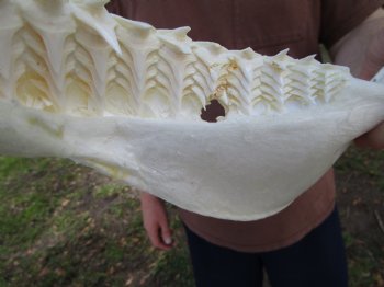 Large Bull Shark Jaw (Carcharhinus leucas) 15.75"Lx13"H<Font color=red> WITH VERY SHARP TEETH </font> for $204.99
