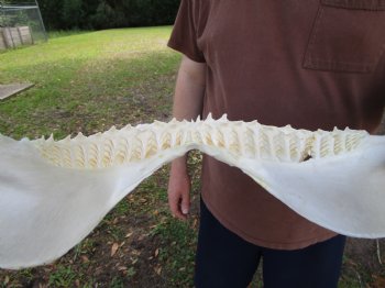 Large Bull Shark Jaw (Carcharhinus leucas) 15.75"Lx13"H<Font color=red> WITH VERY SHARP TEETH </font> for $204.99