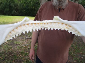 Large Bull Shark Jaw (Carcharhinus leucas) 15.75"Lx13"H<Font color=red> WITH VERY SHARP TEETH </font> for $204.99