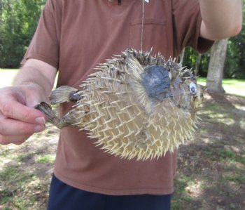 Hanging Dried Porcupine Fish (9-1/4x6-3/4) <font color=red> With Very Sharp Spines </font> - Buy for $14.99