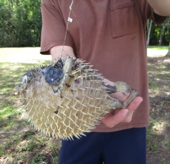 Hanging Dried Porcupine Fish (9-1/4x6-3/4) <font color=red> With Very Sharp Spines </font> - Buy for $14.99