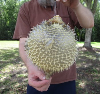 Hanging Dried Porcupine Fish (9-1/4x6-3/4) <font color=red> With Very Sharp Spines </font> - Buy for $14.99