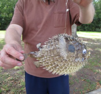 Hanging Dried Porcupine Fish (9-1/8x6-1/4) <font color=red> With Very Sharp Spines </font> - Buy for $14.99