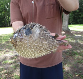 Hanging Dried Porcupine Fish (9-1/8x6-1/4) <font color=red> With Very Sharp Spines </font> - Buy for $14.99