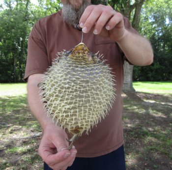 Hanging Dried Porcupine Fish (9-1/8x6-1/4) <font color=red> With Very Sharp Spines </font> - Buy for $14.99