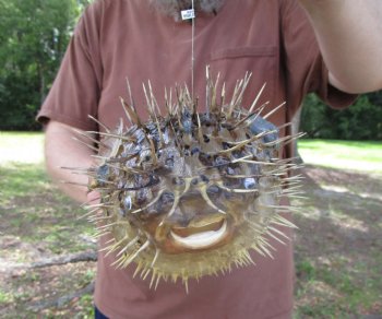 Hanging Dried Porcupine Fish (10.50x7.25) <font color=red> With Very Sharp Spines </font> - Buy for $19.99