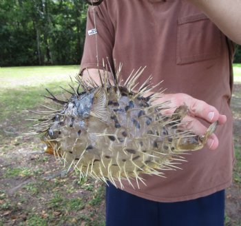 Hanging Dried Porcupine Fish (10.50x7.25) <font color=red> With Very Sharp Spines </font> - Buy for $19.99