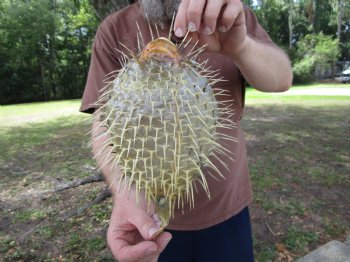Hanging Dried Porcupine Fish (10.50x7.25) <font color=red> With Very Sharp Spines </font> - Buy for $19.99