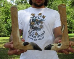Two Borax Cured Dee...