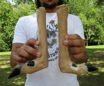 Two Borax Cured Deer Feet for Gun Racks & Crafts, L-Shaped , Hooves (12.75", 12.50") - Buy these 2 @ $13.50 each