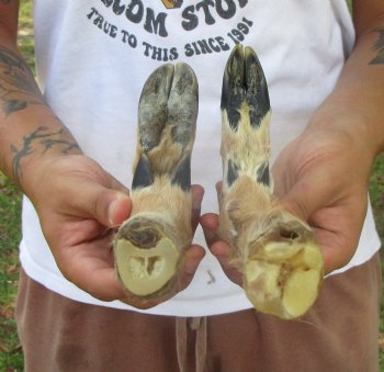 Two Borax Cured Deer Feet for Gun Racks & Crafts, L-Shaped , Hooves (12.75", 12.50") - Buy these 2 @ $13.50 each