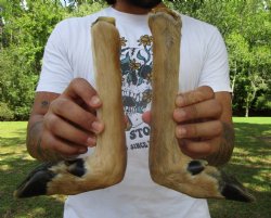 Two Borax Cured Deer Feet for Gun Racks & Crafts, L-Shaped , Hooves (13.50", 13") - Buy these 2 @ $13.50 each