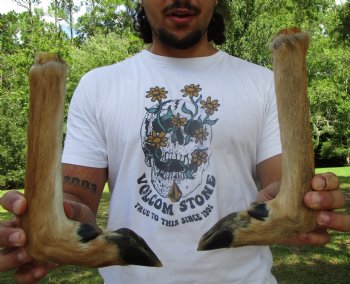 Two Borax Cured Deer Feet for Gun Racks & Crafts, L-Shaped , Hooves (13.50", 13") - Buy these 2 @ $13.50 each