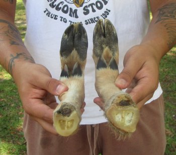 Two Borax Cured Deer Feet for Gun Racks & Crafts, L-Shaped , Hooves (13.50", 13") - Buy these 2 @ $13.50 each