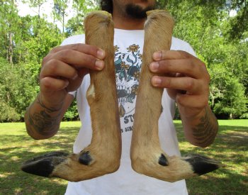 Two Borax Cured Deer Feet for Gun Racks & Crafts, L-Shaped , Hooves (15-5/8", 16") - Buy these 2 @ $13.50 each