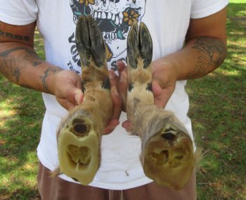 Two Borax Cured Deer Feet for Gun Racks & Crafts, L-Shaped , Hooves (15-5/8", 16") - Buy these 2 @ $13.50 each
