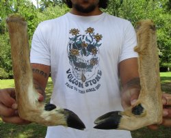 Two Borax Cured Dee...