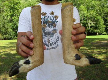 Two Borax Cured Deer Feet for Gun Racks & Crafts, L-Shaped , Hooves (13.50", 14") - Buy these @ $13.50 each