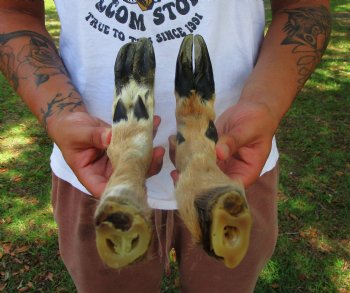 Two Borax Cured Deer Feet for Gun Racks & Crafts, L-Shaped , Hooves (13.50", 14") - Buy these @ $13.50 each