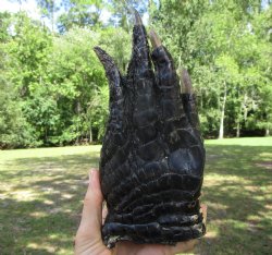 Large Florida Alligator Foot, 8-1/2 x 3-3/4 inches