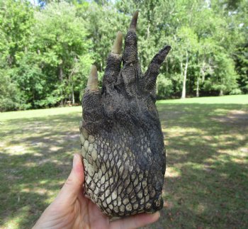 Large Florida Alligator Foot, 8-1/2 x 3-3/4 inches