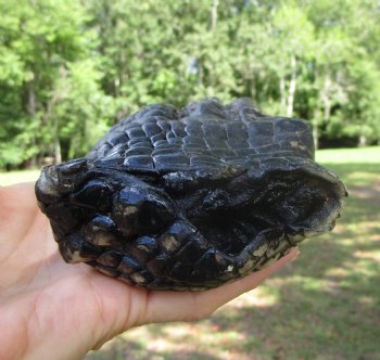 Large Florida Alligator Foot, 8-1/2 x 3-3/4 inches
