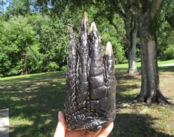 Large Florida Alligator Foot, 8-1/4 x 3-3/4 inches - Buy this for $34.99