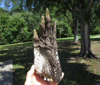 Large Florida Alligator Foot, 8-1/4 x 3-3/4 inches - Buy this for $34.99