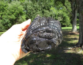 Large Florida Alligator Foot, 8-1/4 x 3-3/4 inches - Buy this for $34.99