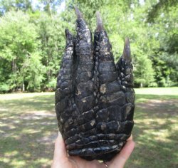 Large Florida Alligator Foot 9-1/8 by 4-1/2 inches
