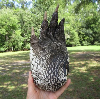 Large Florida Alligator Foot 9-1/8 by 4-1/2 inches
