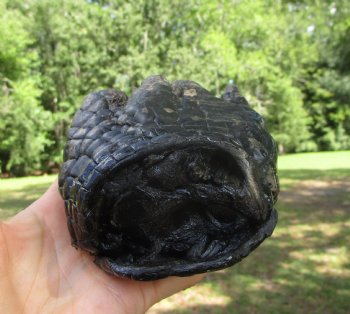 Large Florida Alligator Foot 9-1/8 by 4-1/2 inches