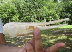 Spotted Gar Skull, Grade A, (7-1/4"x1-7/8") - Buy this for $79.99