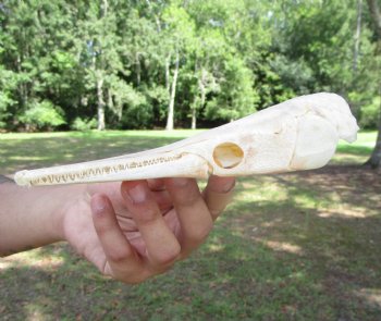 Spotted Gar Skull, Grade A, (7-1/4"x1-7/8") - Buy this for $79.99