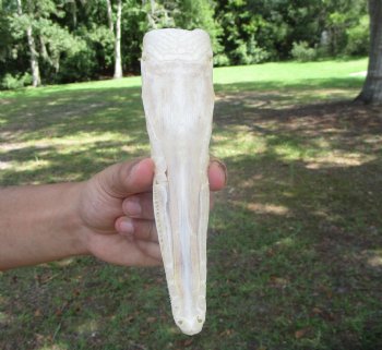Spotted Gar Skull, Grade A, (7-1/4"x1-7/8") - Buy this for $79.99