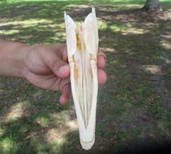 Spotted Gar Skull, Grade A, (7-1/4"x1-7/8") - Buy this for $79.99