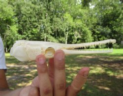 Spotted Gar Skull, ...