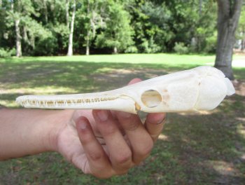 Spotted Gar Skull, Grade A, (7-1/8"x1.75") - Buy this for $79.99