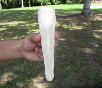 Spotted Gar Skull, Grade A, (7-1/8"x1.75") - Buy this for $79.99
