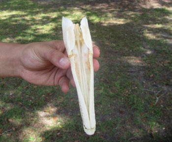 Spotted Gar Skull, Grade A, (7-1/8"x1.75") - Buy this for $79.99