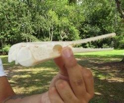 Spotted Gar Skull, ...