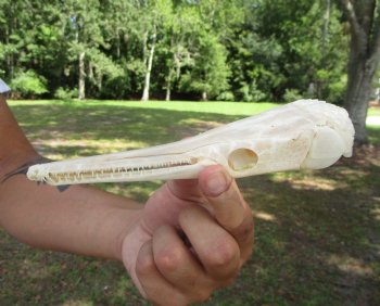 Spotted Gar Skull, Grade A, (7"x1.75") - Buy this for $79.99