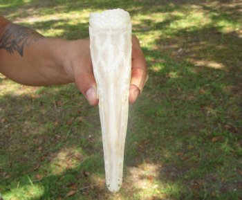 Spotted Gar Skull, Grade A, (7"x1.75") - Buy this for $79.99