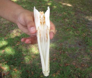 Spotted Gar Skull, Grade A, (7"x1.75") - Buy this for $79.99