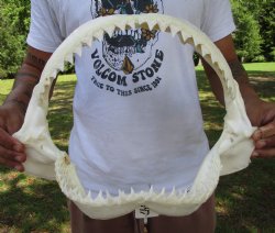 Large Bull Shark Ja...