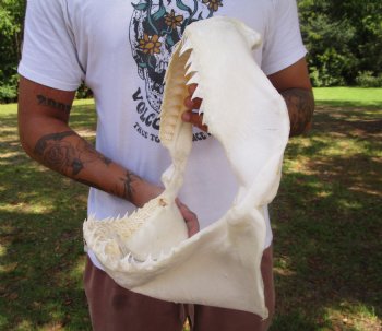 Large Bull Shark Jaw (Carcharhinus leucas) 15"Lx11"H<Font color=red> WITH VERY SHARP TEETH </font> for $204.99