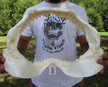 Large Bull Shark Jaw (Carcharhinus leucas) 15"Lx11"H<Font color=red> WITH VERY SHARP TEETH </font> for $204.99